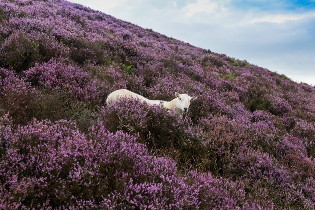 Moel Famau, Sheep